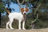 PARSON RUSSEL TERRIER 040